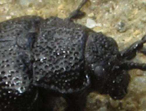 Réf. 275 157 : Galeruca sp.